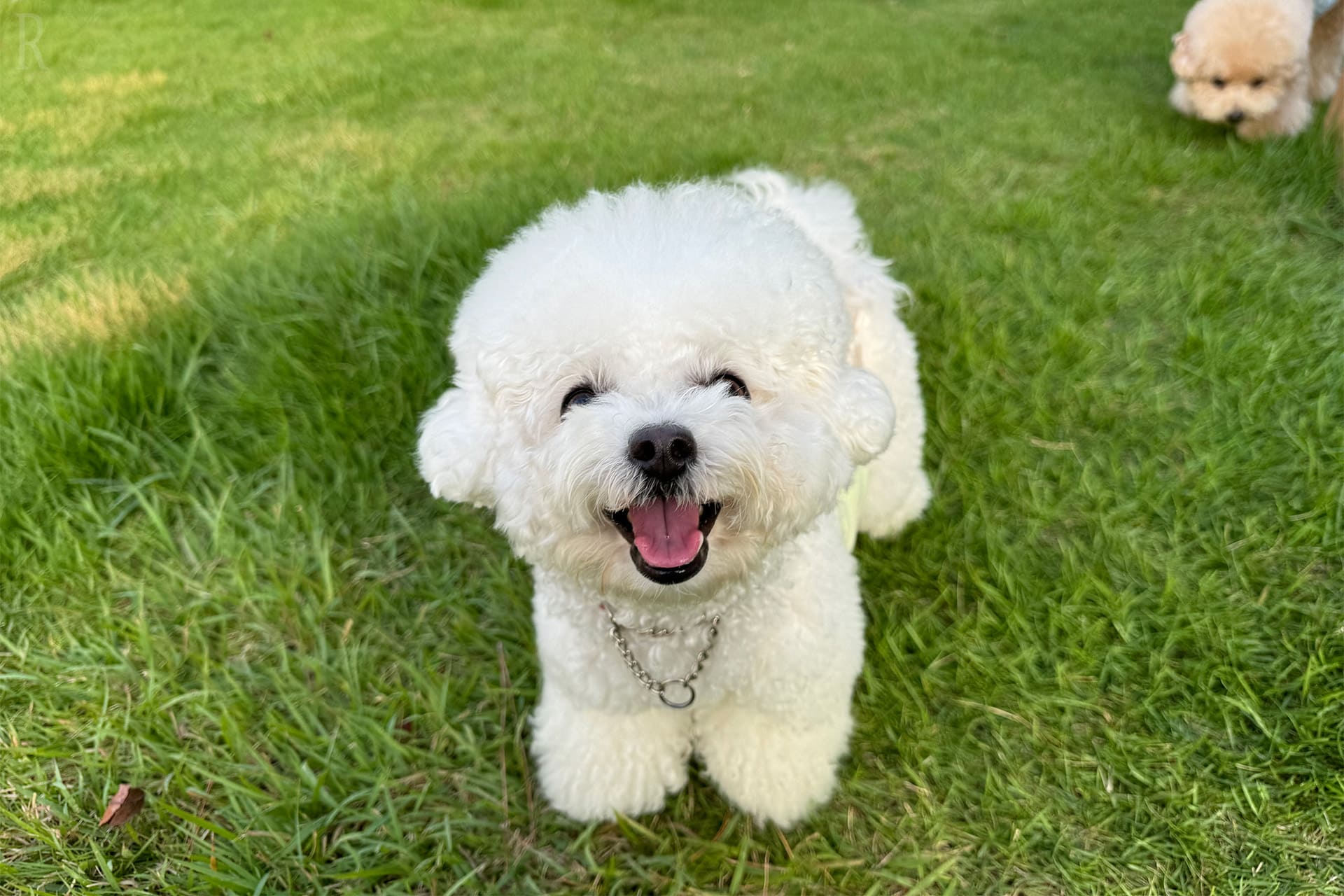 愛犬と行ける宿泊施設